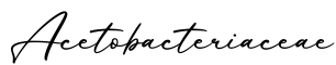 单词Acetobacteriaceae书写