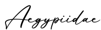 单词Aegypiidae书写