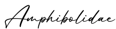 单词Amphibolidae书写