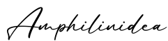 单词Amphilinidea书写