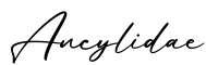 单词Ancylidae书写
