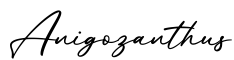 单词Anigozanthus书写