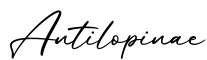单词Antilopinae书写