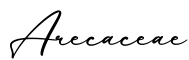 单词Arecaceae书写