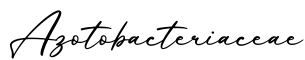 单词Azotobacteriaceae书写