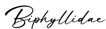 单词Biphyllidae书写