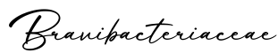 单词Bravibacteriaceae书写