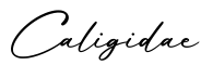 单词Caligidae书写