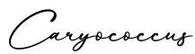 单词Caryococcus书写