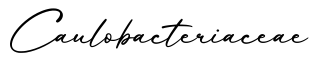 单词Caulobacteriaceae书写