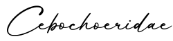 单词Cebochoeridae书写