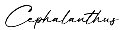 单词Cephalanthus书写