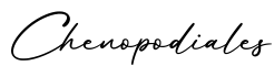 单词Chenopodiales书写