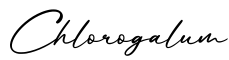 单词Chlorogalum书写