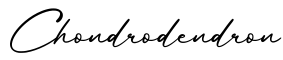 单词Chondrodendron书写