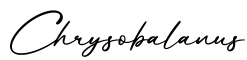 单词Chrysobalanus书写