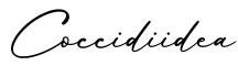 单词Coccidiidea书写
