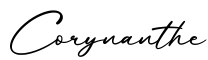 单词Corynanthe书写