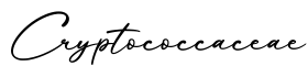 单词Cryptococcaceae书写