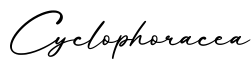单词Cyclophoracea书写