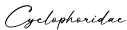 单词Cyclophoridae书写