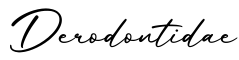 单词Derodontidae书写