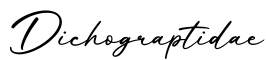 单词Dichograptidae书写