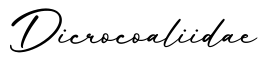 单词Dicrocoaliidae书写