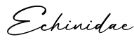 单词Echinidae书写