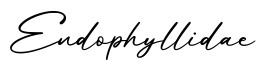 单词Endophyllidae书写