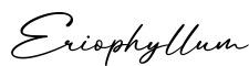 单词Eriophyllum书写