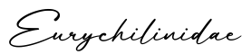 单词Eurychilinidae书写