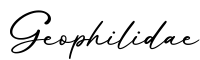 单词Geophilidae书写