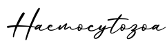 单词Haemocytozoa书写