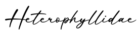 单词Heterophyllidae书写