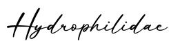 单词Hydrophilidae书写