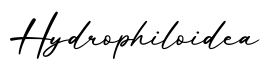 单词Hydrophiloidea书写