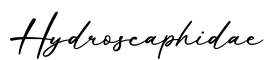 单词Hydroscaphidae书写