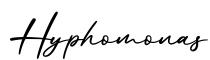 单词Hyphomonas书写