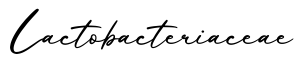 单词Lactobacteriaceae书写