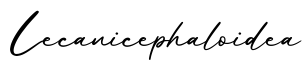 单词Lecanicephaloidea书写