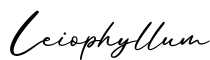 单词Leiophyllum书写