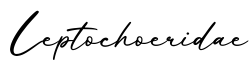 单词Leptochoeridae书写