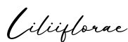 单词Liliiflorae书写