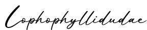 单词Lophophyllidudae书写
