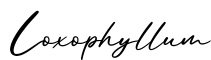单词Loxophyllum书写