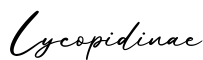 单词Lycopidinae书写