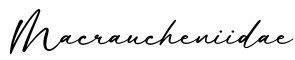 单词Macraucheniidae书写