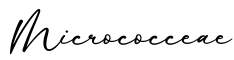 单词Micrococceae书写