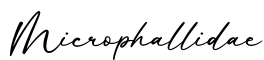 单词Microphallidae书写
